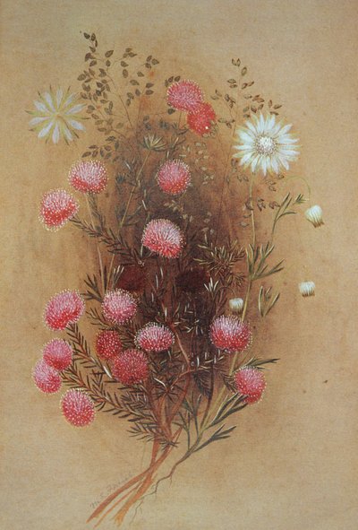 Melaleuca or Flannelflower, 19th century by Lady Margaret Forest